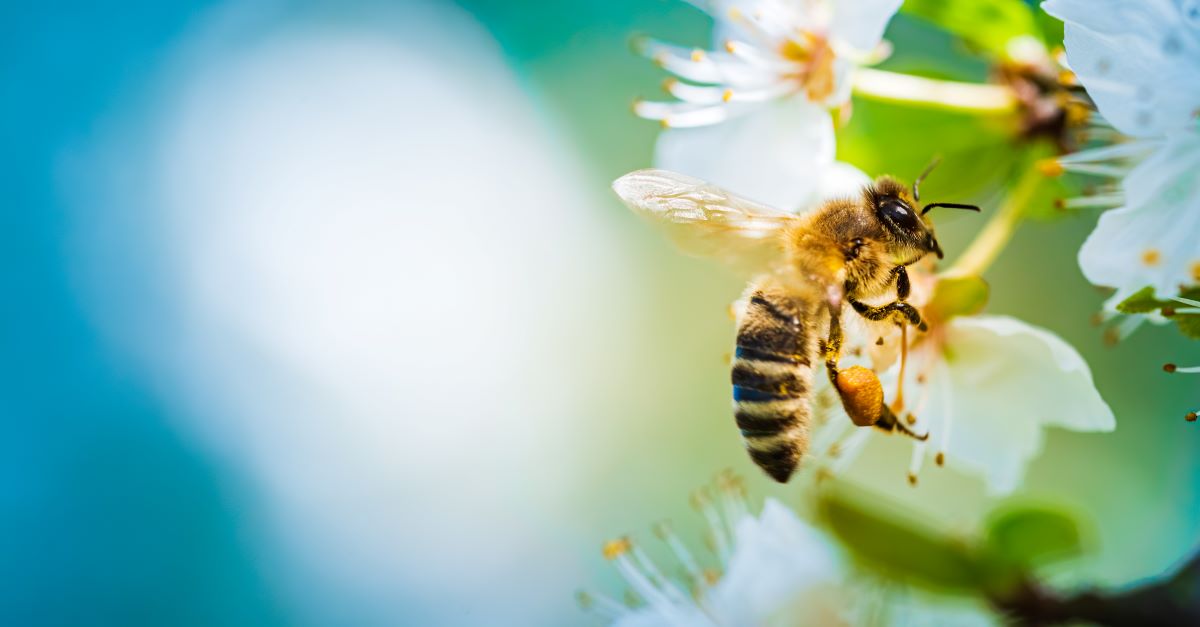 Bienen schützen in Unna – Tipps für den eigenen Garten