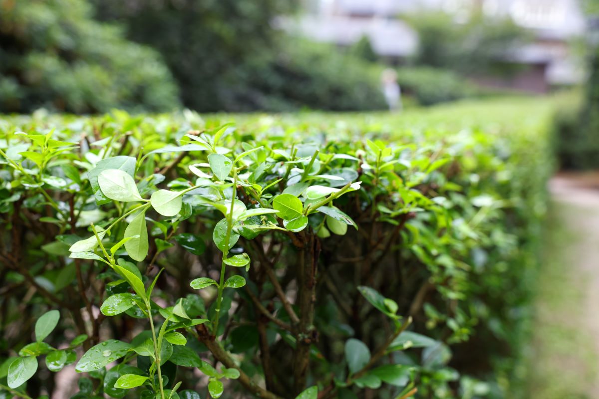 Hecke schneiden – Wann ist es erlaubt? Gesetz & beste Zeit