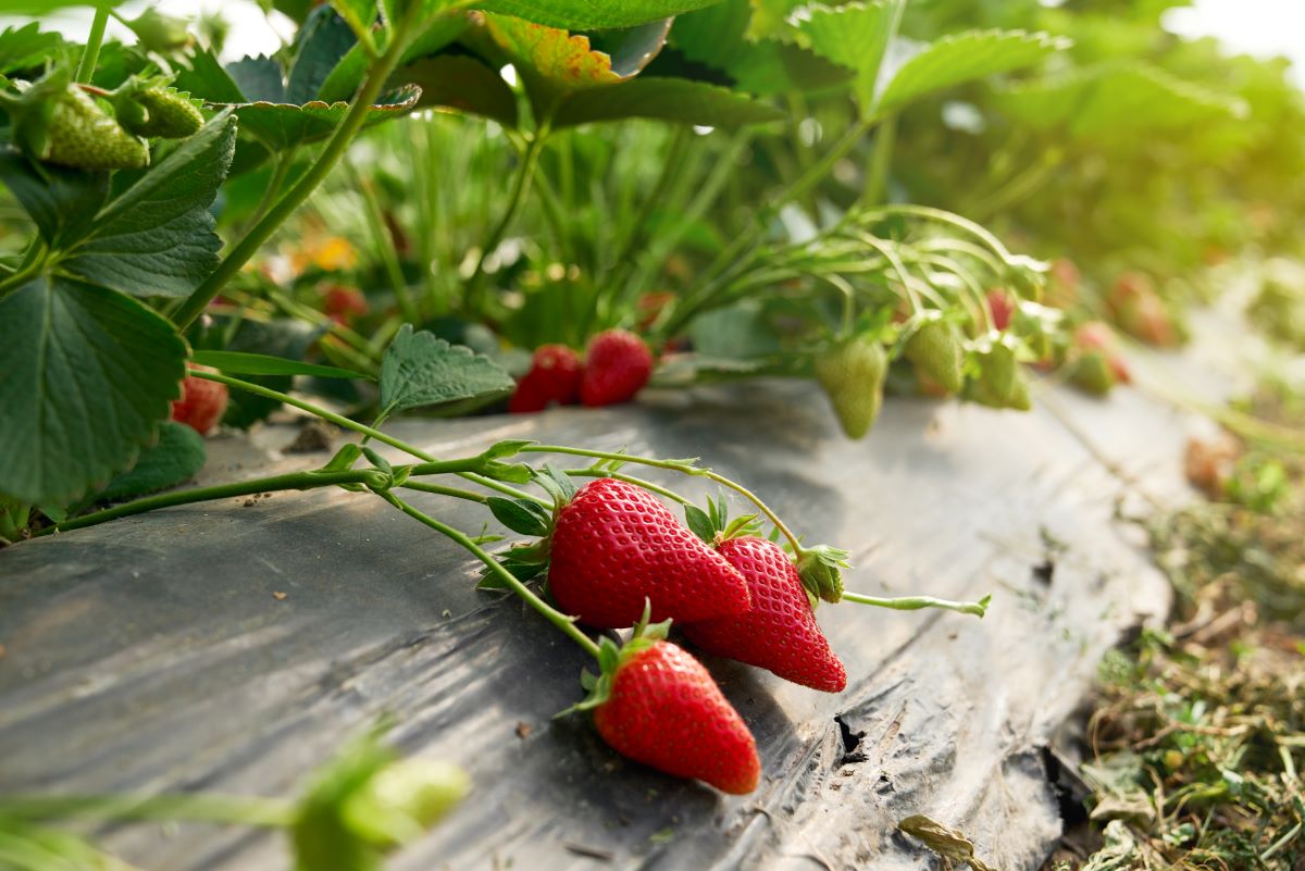 Selbsterntefelder in Unna: Frisches Obst und Gemüse selbst p