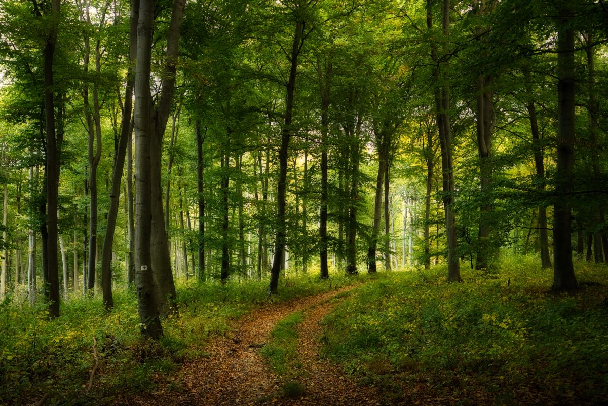 Wald-Ausflug mit Kindern in Unna — was ist erlaubt und was n